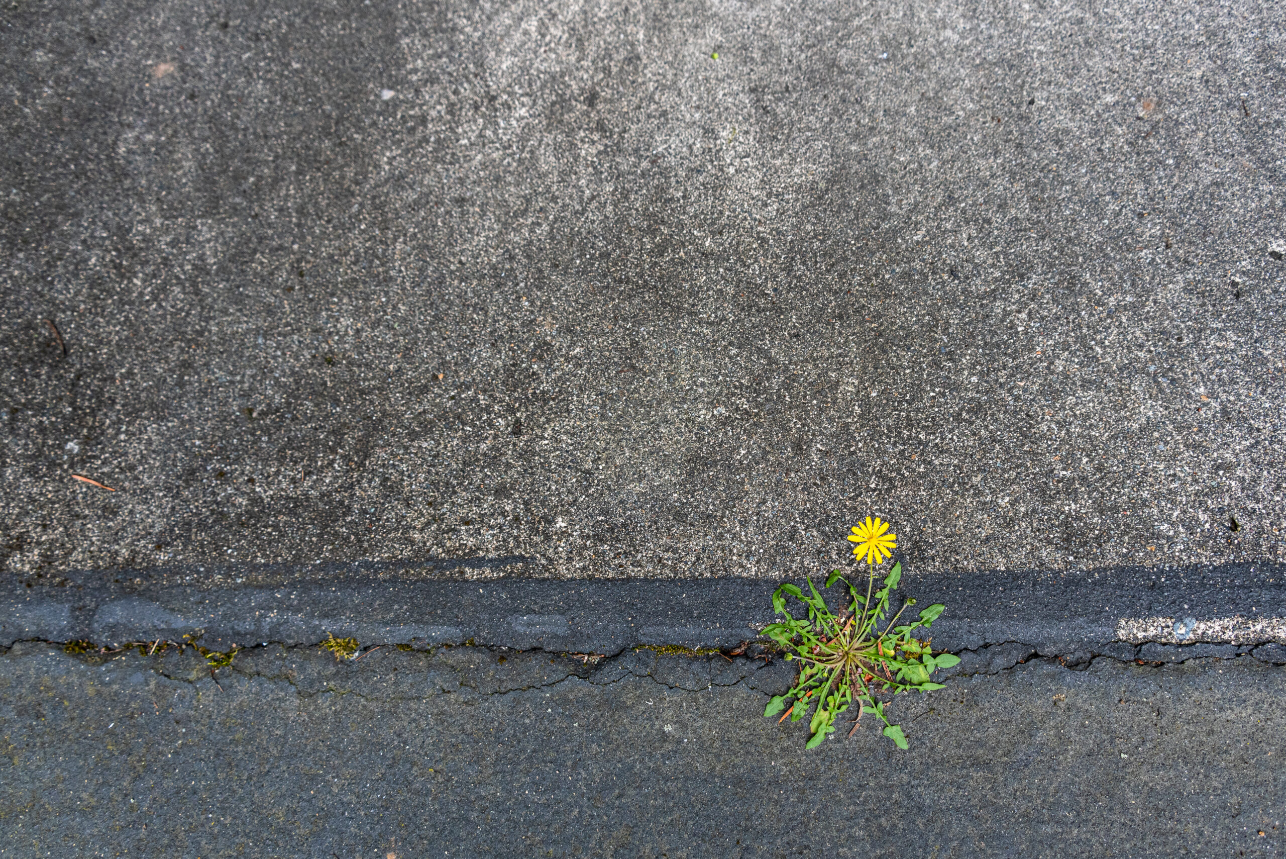 Small plant growing through a cracked paved surface, demonstrating how pavement materials can deteriorate over time due to moisture, movement, and maintenance demands.